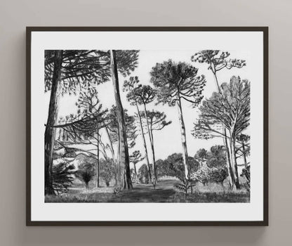 Keurboom Pines | Print