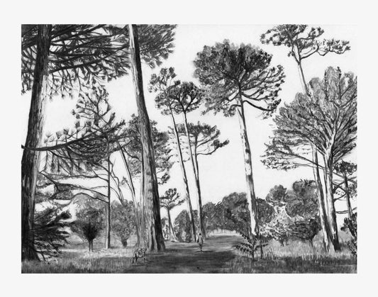 Keurboom Pines | Print