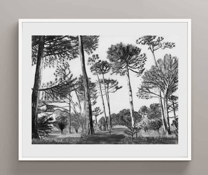 Keurboom Pines | Print